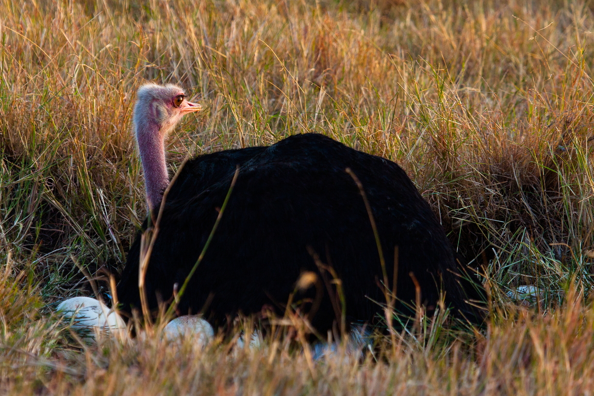 A close up of a Highland Coo
